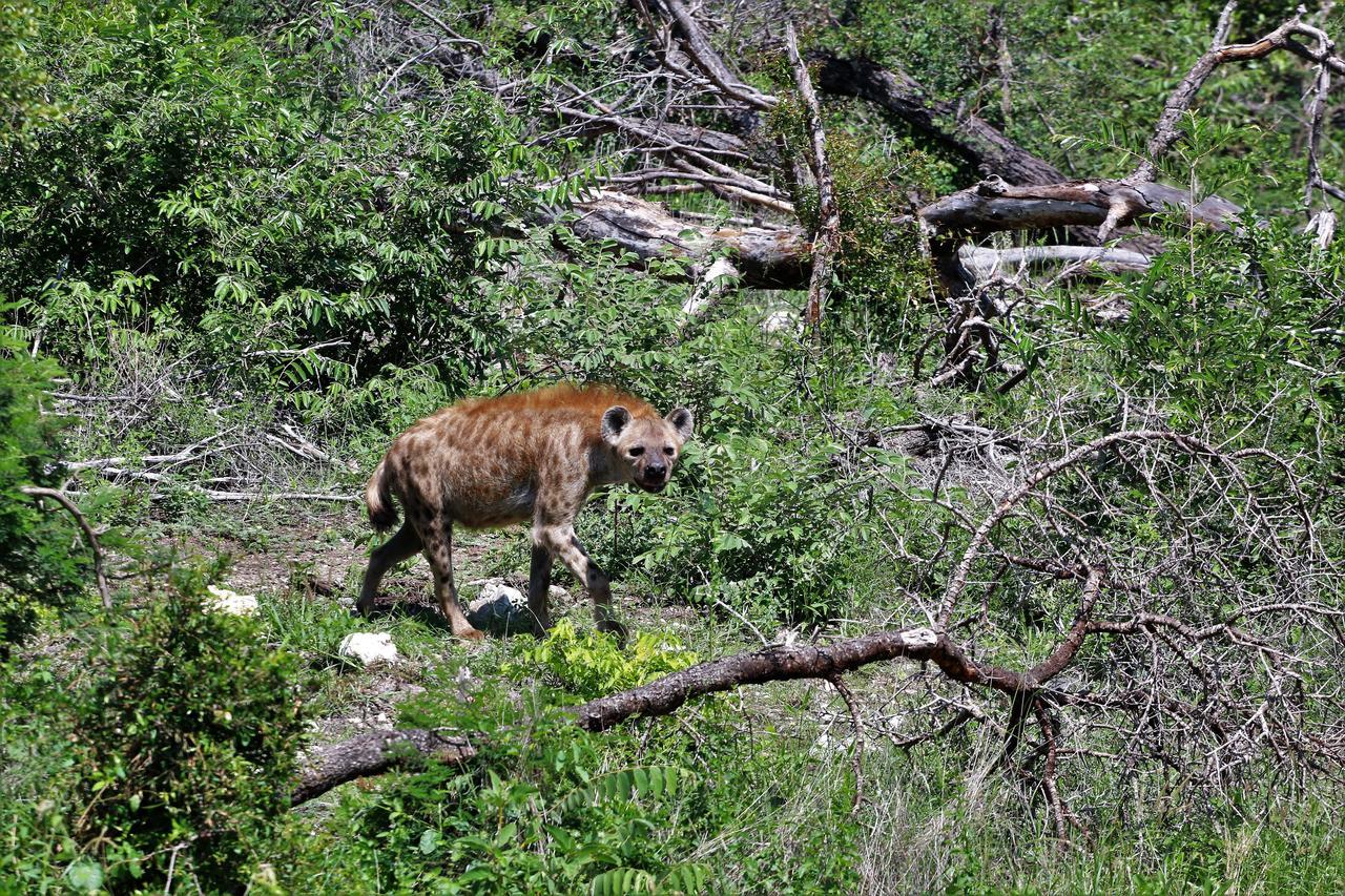 Lions Place Grietjie Game Reserve Exteriér fotografie